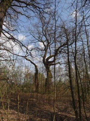 Ptýrov, Maníkovice, 10.4.2017
Klokočka - dubová alej u cesty podél obory.
Klíčová slova: Ptýrov, Maníkovice Klokočka dubová alej