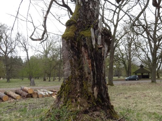 Bílá Hlína, 23.4.2017
Obora Klokočka.
Keywords: Bílá Hlína obora Klokočka