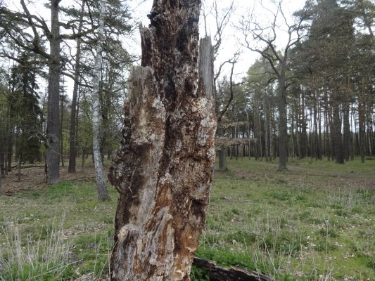 Bílá Hlína, 23.4.2017
Obora Klokočka.
Schlüsselwörter: Bílá Hlína obora Klokočka