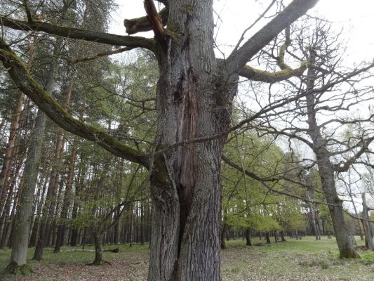 Bílá Hlína, 23.4.2017
Obora Klokočka.
Schlüsselwörter: Bílá Hlína obora Klokočka