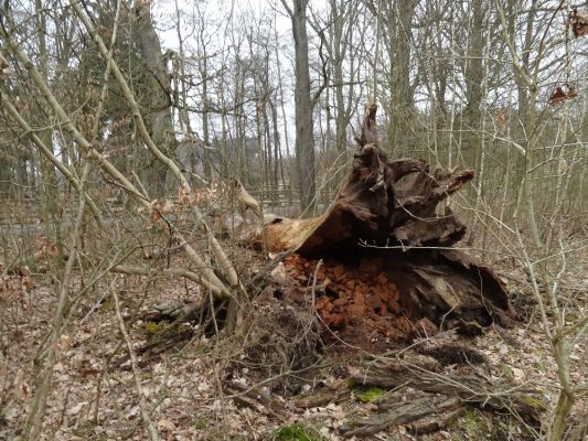 Ptýrov, Maníkovice, 26.3.2018
Klokočka - dubová alej u cesty podél obory.
Klíčová slova: Ptýrov Maníkovice Klokočka Ampedus brunnicornis cardinalis