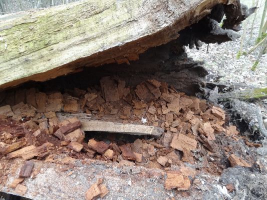 Ptýrov, Maníkovice, 26.3.2018
Klokočka - dubová alej u cesty podél obory.
Mots-clés: Ptýrov Maníkovice Klokočka Ampedus brunnicornis cardinalis