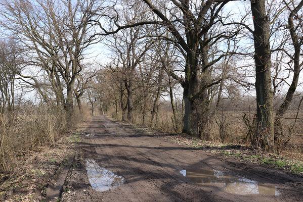 Dolní Lutyně, 22.3.2023
Dubová alej na hrázi u elektrárny Dětmarovice.
Keywords: Dolní Lutyně Rybníky dubová alej