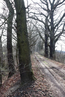 Dolní Lutyně, 22.3.2023
Dubová alej na hrázi u elektrárny Dětmarovice.
Keywords: Dolní Lutyně Rybníky dubová alej