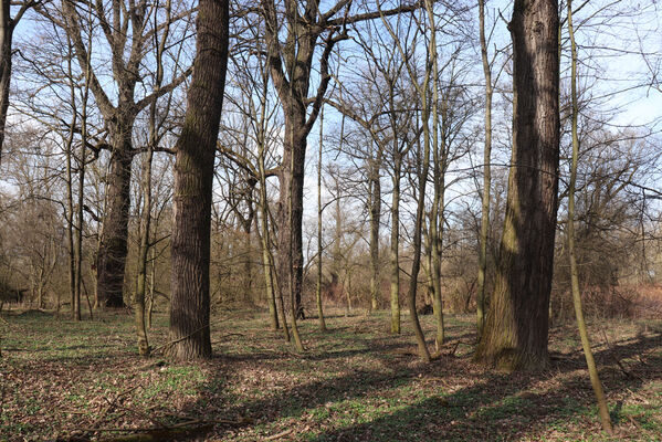 Dětmarovice, 22.3.2023
Lužní les V Lyngu.
Schlüsselwörter: Dětmarovice V Lyngu lužní les