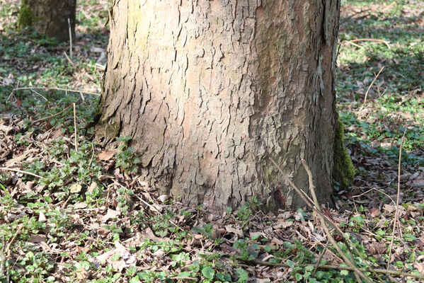 Dětmarovice, 22.3.2023
Lužní les V Lyngu. Zimoviště druhů čeledi Throscidae.
Klíčová slova: Dětmarovice V Lyngu lužní les Trixagus elateroides obtusus