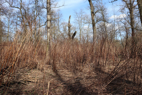 Dětmarovice, 22.3.2023
Lužní les V Lyngu. Invaze křídlatek.
Keywords: Dětmarovice V Lyngu lužní les