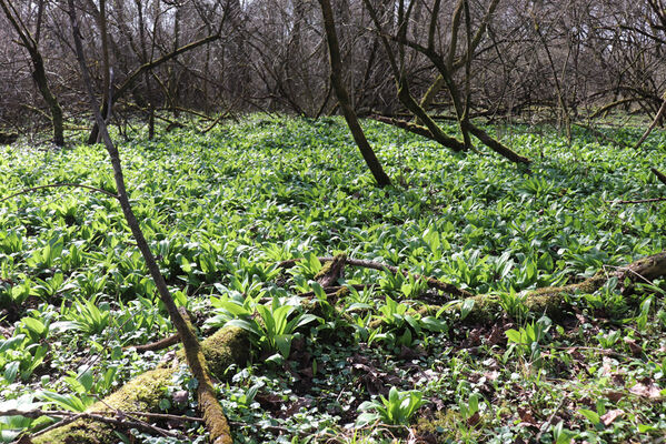 Dětmarovice, 22.3.2023
Lužní les V Lyngu.
Schlüsselwörter: Dětmarovice V Lyngu lužní les