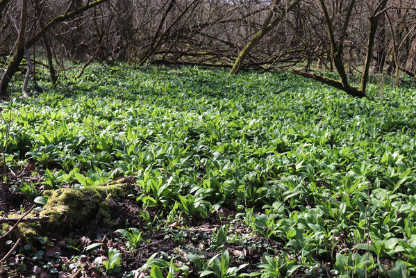 Dětmarovice, 22.3.2023
Lužní les V Lyngu.
Schlüsselwörter: Dětmarovice V Lyngu lužní les