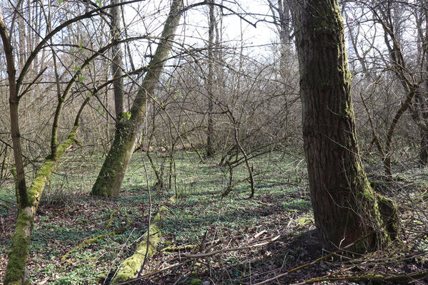 Dětmarovice, 22.3.2023
Lužní les V Lyngu.
Schlüsselwörter: Dětmarovice V Lyngu lužní les