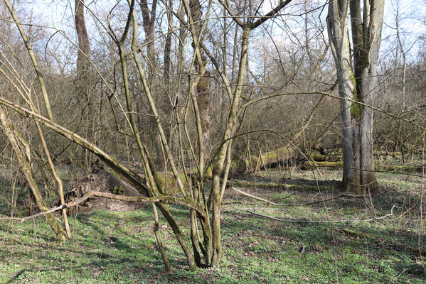 Dětmarovice, 22.3.2023
Lužní les V Lyngu.
Klíčová slova: Dětmarovice V Lyngu lužní les