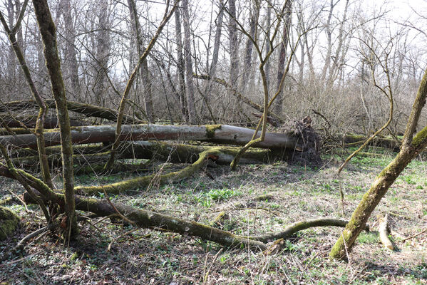 Dětmarovice, 22.3.2023
Lužní les V Lyngu.
Keywords: Dětmarovice V Lyngu lužní les