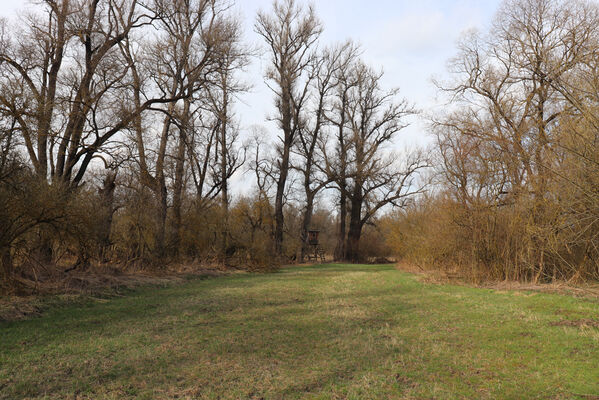 Dětmarovice, 22.3.2023
Lužní les V Lyngu.
Klíčová slova: Dětmarovice V Lyngu lužní les