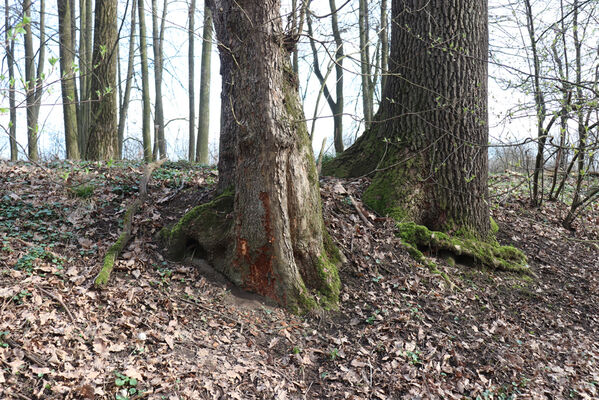 Dolní Lutyně, 22.3.2023
Lužní les u Bezdínka. Zimoviště druhů čeledi Throscidae.
Keywords: Dolní Lutyně Bezdínek lužní les Trixagus elateroides obtusus