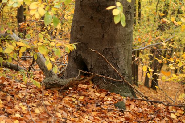 Děčín, Podskalí, 17.10.2008
Suťový les v NPR Kaňon Labe.



Klíčová slova: Děčín Podskalí NPR Kaňon Labe Crepidophorus mutilatus