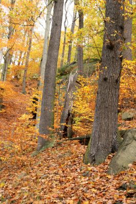 Děčín, Podskalí, 17.10.2008
Suťový les v NPR Kaňon Labe.
Klíčová slova: Děčín Podskalí NPR Kaňon Labe Ampedus praeustus Prostomis mandibularis