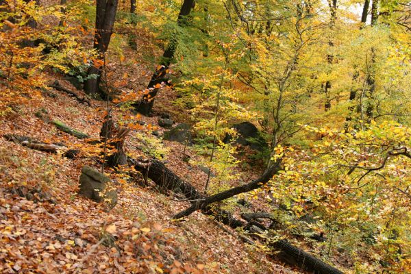 Děčín, Podskalí, 17.10.2008
Suťový les v NPR Kaňon Labe.



Klíčová slova: Děčín Podskalí NPR Kaňon Labe Ampedus praeustus Prostomis mandibularis
