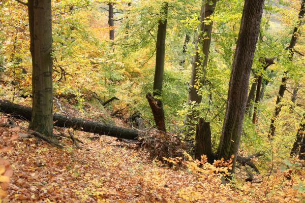 Děčín, Podskalí, 17.10.2008
Suťový les v NPR Kaňon Labe.



Klíčová slova: Děčín Podskalí NPR Kaňon Labe Ampedus praeustus Prostomis mandibularis