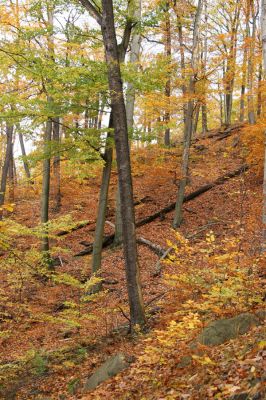 Děčín, Podskalí, 17.10.2008
Suťový les v NPR Kaňon Labe.



Klíčová slova: Děčín Podskalí NPR Kaňon Labe Ampedus praeustus Prostomis mandibularis