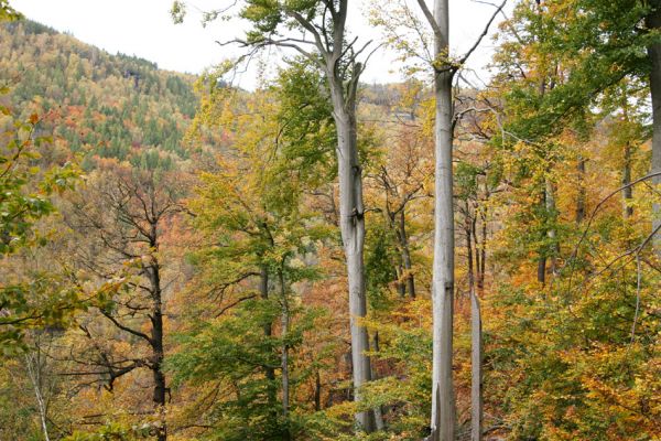 Děčín, Podskalí, 17.10.2008
Suťový les v NPR Kaňon Labe.



Klíčová slova: Děčín Podskalí NPR Kaňon Labe