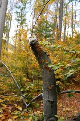 Děčín, Podskalí, 17.10.2008
Suťový les v NPR Kaňon Labe.



Klíčová slova: Děčín Podskalí NPR Kaňon Labe