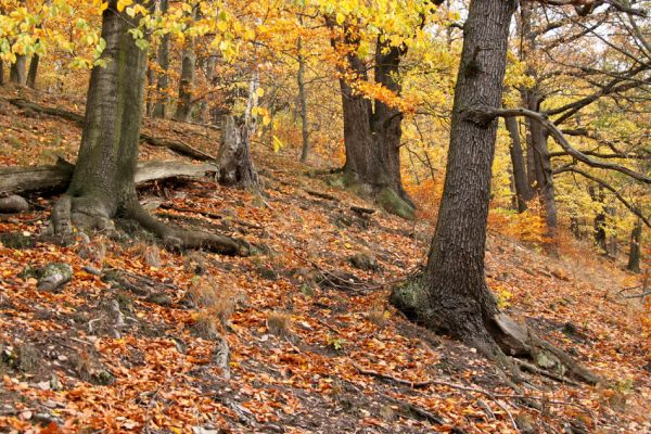 Děčín, Podskalí - Loubí, 17.10.2008
Suťový les v NPR Kaňon Labe.



Klíčová slova: Děčín Podskalí NPR Kaňon Labe