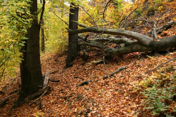 Děčín, Podskalí - Loubí, 17.10.2008
Suťový les v NPR Kaňon Labe.



Klíčová slova: Děčín Podskalí NPR Kaňon Labe