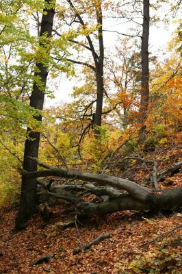 Děčín, Podskalí - Loubí, 17.10.2008
Suťový les v NPR Kaňon Labe.



Klíčová slova: Děčín Podskalí NPR Kaňon Labe