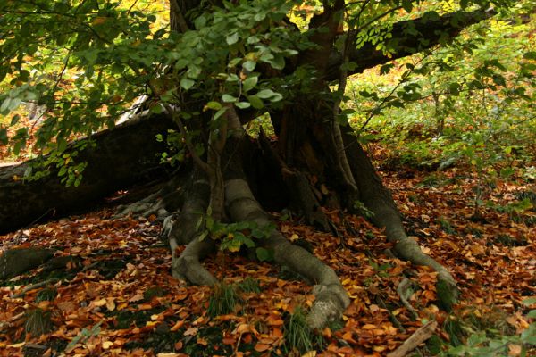 Děčín, Podskalí - Loubí, 17.10.2008
Suťový les v NPR Kaňon Labe.
 

Klíčová slova: Děčín Podskalí NPR Kaňon Labe