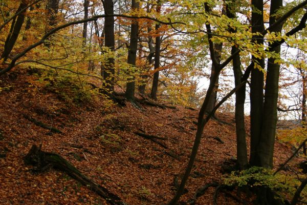 Děčín, Podskalí - Loubí, 17.10.2008
Suťový les v NPR Kaňon Labe.



Klíčová slova: Děčín Podskalí NPR Kaňon Labe