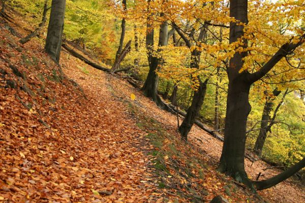 Děčín, Podskalí - Loubí, 17.10.2008
Suťový les v NPR Kaňon Labe.



Klíčová slova: Děčín Podskalí NPR Kaňon Labe