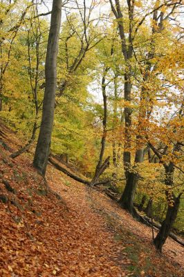 Děčín, Podskalí - Loubí, 17.10.2008
Suťový les v NPR Kaňon Labe.



Klíčová slova: Děčín Podskalí NPR Kaňon Labe