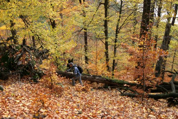 Děčín, Podskalí - Loubí, 17.10.2008
Suťový les v NPR Kaňon Labe.



Klíčová slova: Děčín Podskalí NPR Kaňon Labe Hejda