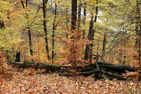 Děčín, Podskalí - Loubí, 17.10.2008
Suťový les v NPR Kaňon Labe.



Klíčová slova: Děčín Podskalí NPR Kaňon Labe