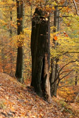 Děčín, Podskalí - Loubí, 17.10.2008
Suťový les v NPR Kaňon Labe. Pahýl kmene lípy.



Klíčová slova: Děčín Podskalí NPR Kaňon Labe