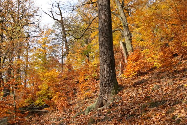 Děčín, Podskalí - Loubí, 17.10.2008
Suťový les v NPR Kaňon Labe.



Klíčová slova: Děčín Podskalí NPR Kaňon Labe