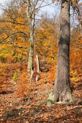 Děčín, Podskalí - Loubí, 17.10.2008
Suťový les v NPR Kaňon Labe.



Mots-clés: Děčín Podskalí NPR Kaňon Labe