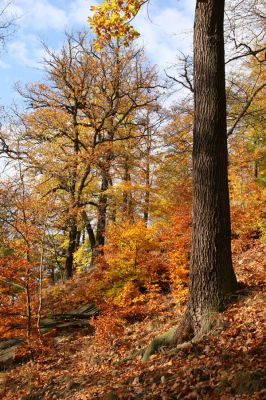 Děčín, Podskalí - Loubí, 17.10.2008
Suťový les v NPR Kaňon Labe.



Klíčová slova: Děčín Podskalí NPR Kaňon Labe