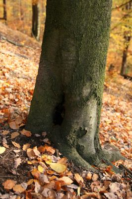 Děčín, Podskalí - Loubí, 17.10.2008
Suťový les v NPR Kaňon Labe. Dutý buk.



Klíčová slova: Děčín Podskalí NPR Kaňon Labe