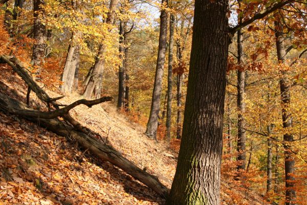 Děčín, Podskalí - Loubí, 17.10.2008
Podzimní suťový les v NPR Kaňon Labe.



Klíčová slova: Děčín Podskalí NPR Kaňon Labe