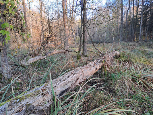 Polánky nad Dědinou, 8.11.2024
Lužní les u starého koryta Dědiny.
Keywords: Polánky nad Dědinou Dědina lužní les Ampedus pomonae