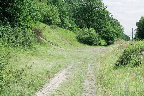 Hradec Králové-Svinárky, Dehetník, 11.8.2005
Malý zbytek stepi na svahu u železniční trati.
Mots-clés: Hradec Králové Svinárky Dehetník Agriotes gallicus