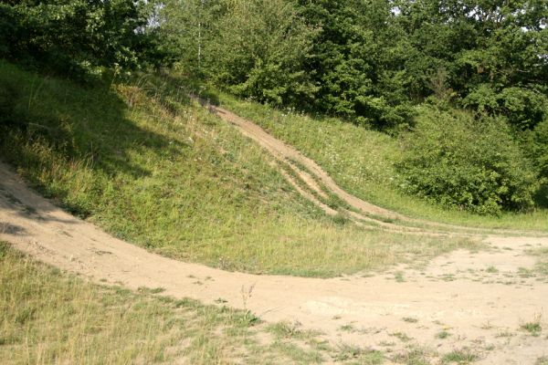 Svinárky-Dehetník, 25.7.2008
Zarůstající povrch stepi je pravidelně narušován terénními automobily a motorkami. Step ohrožují nejen náletové dřeviny, ale také plány hradeckých radních na výstavbu silnice.
Klíčová slova: Hradec Králové Svinárky Dehetník step Agriotes gallicus