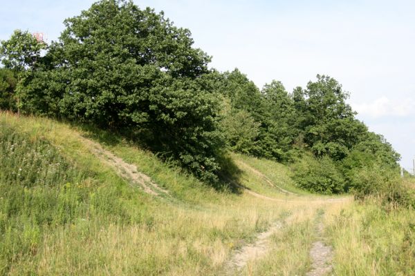 Svinárky-Dehetník, 25.7.2008
Tam, kde se železniční trať zařezává do vrchu Dehetník, je na strmých jižních svazích malá step. Biotop kovaříka Agriotes gallicus.
Schlüsselwörter: Hradec Králové Svinárky Dehetník step Agriotes gallicus