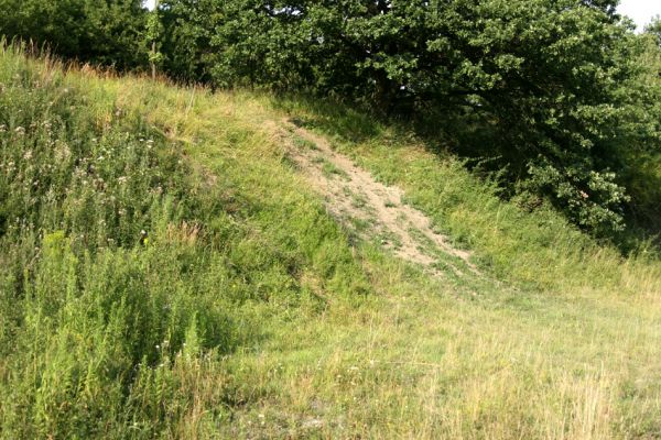 Svinárky-Dehetník, 25.7.2008
Západní část dehetnické stepi byla očištěna od trnkových houštin - a kovařík Agriotes gallicus tam mohl osídliti i toto území.
Schlüsselwörter: Hradec Králové Svinárky Dehetník step Agriotes gallicus