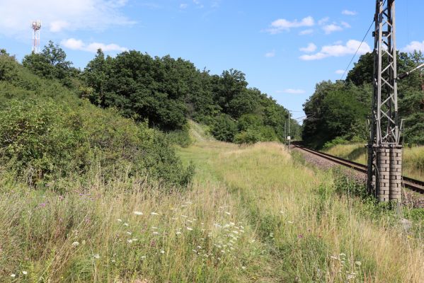 Hradec Králové, Svinary, 7.8.2021
Svinárky - Dehetník.
Mots-clés: Hradec Králové Svinary Svinárky Dehetník Agriotes gallicus