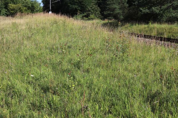 Hradec Králové, Svinary, 7.8.2021
Svinárky - Dehetník.
Klíčová slova: Hradec Králové Svinary Svinárky Dehetník Agriotes gallicus