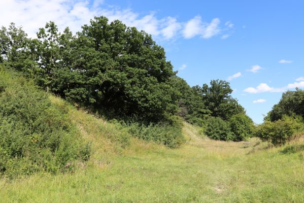 Hradec Králové, Svinary, 7.8.2021
Svinárky - Dehetník.
Klíčová slova: Hradec Králové Svinary Svinárky Dehetník Agriotes gallicus