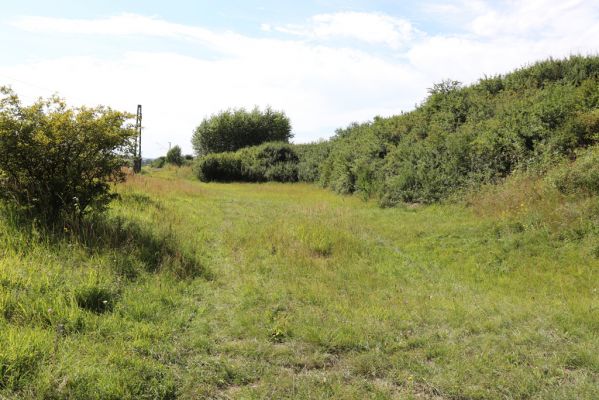 Hradec Králové, Svinary, 7.8.2021
Svinárky - Dehetník.
Klíčová slova: Hradec Králové Svinary Svinárky Dehetník Agriotes gallicus