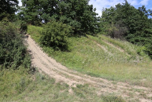 Hradec Králové, Svinary, 7.8.2021
Svinárky - Dehetník. Terénní automobily udržují volnou půdu.
Schlüsselwörter: Hradec Králové Svinary Svinárky Dehetník Agriotes gallicus